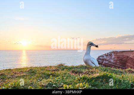 nördliche Tölpel (Sula bassana, Morus bassanus), stehend auf einer Klippe bei Sonnenuntergang mit Nistmaterial im Schnabel, Deutschland, Schleswig-Holstein, Heligola Stockfoto