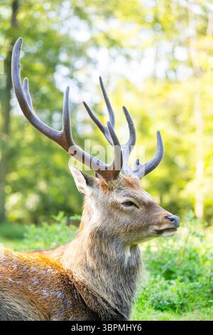 Sika-Hirsch, zähme sika-Hirsch, zähme Hirsch, nördliche Fleckhirsch, japanischer Hirsch (Cervus nippon), Hirsch auf einer Lichtung, Porträt Stockfoto