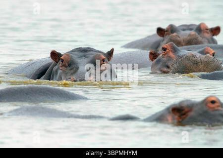 Flusspferde, Flusspferde, Flusspferde (Hippopotamus amphibius), Nahaufnahme von Köpfen, die aus dem Wasser auftauchen, Südafrika, Mpumalanga Stockfoto