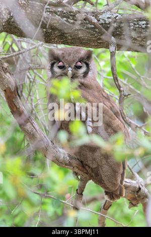 Riesenadler, Riesenadler, Milchadler, Verreauxer Uhu, Verreauxer Uhu (Bubo lacteus), Erwachsener, der tagsüber im Baldachin ruht, also Stockfoto