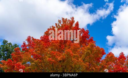Farbenfrohe Herbstahornbäume mit dem blauen Himmel und weißen Wolken Hintergrund. Stockfoto