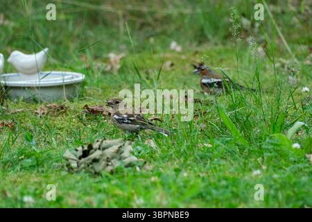 Europäische Chaffinch (Fringilla coelebs), männlich und weiblich im Gras in der Nähe einer Wasserschale Stockfoto