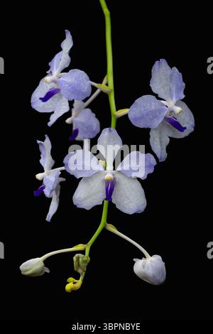 Vertikale Nahaufnahme weißer und purpurpurblauer Blüten epiphytischer Orchideenarten vanda coerulea isoliert auf schwarzem Hintergrund Stockfoto