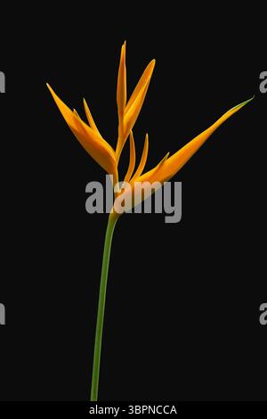 Nahaufnahme der hellen und farbenfrohen orangen Blume der tropischen Helikonia psittacorum aka Papageischnabel oder Papageienblume isoliert auf schwarzem Hintergrund Stockfoto