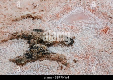 Kristalle bilden sich in Salinen, Salinas de los Agujeros, Los Cocoteros, Lanzarote, Kanarischen Inseln, Spanien Stockfoto