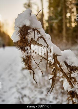 Schneebedeckte getrocknete Disteln im Winterwald mit goldenem Licht Stockfoto