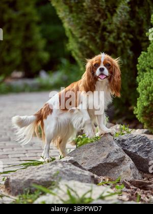 Zuchtfokus. Der freundliche Cavalier King Charles Spaniel steht auf Felsen in üppiger Gartenumgebung Stockfoto