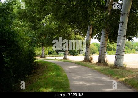 Ein gewölbter Betonweg, beleuchtet von verflecktem Sonnenlicht, wird von charakteristischen Birken flankiert und öffnet sich im Sommer auf trockene Felder. Stockfoto