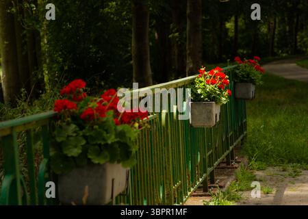 Leuchtend rote Geranien in dekorativen Pflanzgefäßen zieren ein grünes Brückengeländer aus Metall, das vor einer Kulisse aus dunklem, üppigem Laub und einem gewundenen Pfad steht. Stockfoto