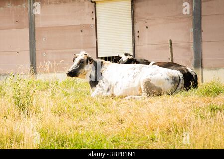 Zwei Kühe, eine hauptsächlich weiß und schwarz, liegen in trockenem Sommergras neben einem großen Bauernhaus in der hellen Sonne, einer typischen landwirtschaftlichen Szene Stockfoto
