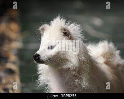 Eine bezaubernde Nahaufnahme eines Waschbärhunds mit seinen einzigartigen Gesichtszügen, die aufmerksam aus dem Zoo heraus schauen. Stockfoto