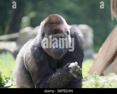 Ein fesselndes Porträt eines Gorillas aus dem westlichen Tiefland, der Essen hält und den Zuschauer mit einem wachsamen und neugierigen Blick direkt anblickt. Seine ausdrucksstarken Augen Stockfoto