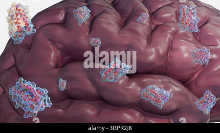 Eine 3D-Darstellung von Leptinmolekülen und menschlichem Gehirn, die Mechanismen, die die Fettreserven des Körpers direkt an das Gehirn für Appetit übermitteln Stockfoto