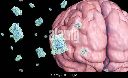 Eine 3D-Darstellung von Leptinmolekülen und menschlichem Gehirn, die Mechanismen, die die Fettreserven des Körpers direkt an das Gehirn für Appetit übermitteln Stockfoto