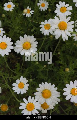 Feld der hellen weißen Daisies, leuchtende weiße Blumen auf grünem Hintergrund, Nahaufnahme eines Gänseblümchenflecks Stockfoto