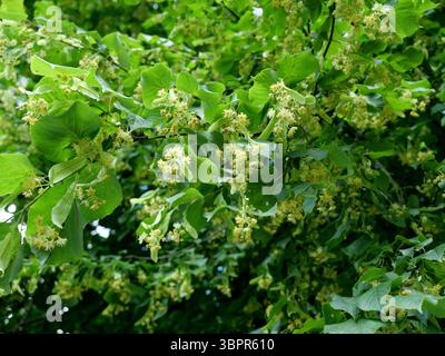 Zarte Lindenblüten mit Sepalen und Staubblättern am Baum. Heilpflanze mit sommerlicher Leichtigkeit. Ideal als Hintergrund. Kopierraum. Stockfoto