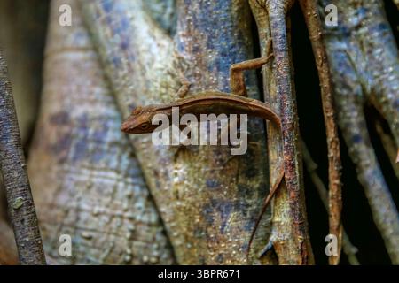 Ein Gecko auf einem Baum auf einem Pfad in Miami Stockfoto