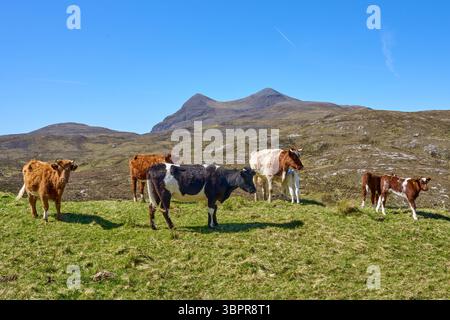 schottische Rinder und Kälber weiden auf einer Weide im Hochland von Nordschottland Stockfoto