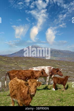 schottische Rinder und Kälber weiden auf einer Weide im Hochland von Nordschottland Stockfoto