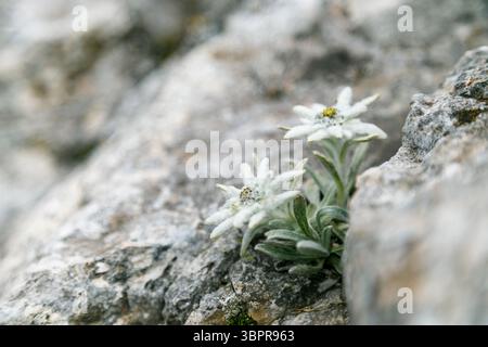 Edelweiß, weiße, wilde und bekannte Bergblume, Symbol der Alpen. Stockfoto