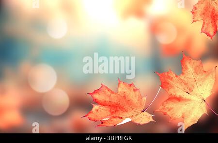 Herbstblätter auf dem Herbst verschwommener Hintergrund. Herbstkonzept. Stockfoto