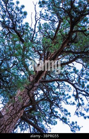 Niedriger Blick auf eine majestätische Ponderosa-Kiefer im Yosemite-Nationalpark mit strukturierter Rinde und leuchtenden grünen Nadeln vor einem klaren Himmel Stockfoto