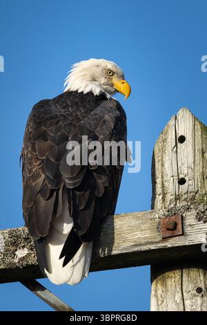 Weißkopfseeadler, der auf einem hohen Stab ruht, mit einem blauen Himmel hinter sich, der sich zum Anschauen wendet Stockfoto