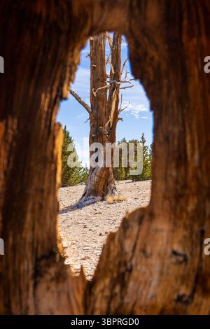 Bristlecone Kiefer, eingerahmt von einem Loch im Stamm eines anderen toten Baumes im alten Bristlecone Pine Forest, Inyo National Forest, White Mountains Stockfoto