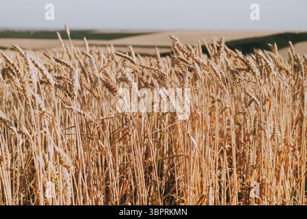Goldenes Weizenfeld mit Reifen Stielen, die im Wind wehen Stockfoto