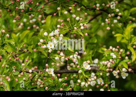 Der Europäische Krabbenapfel „Evereste“ (Malus sylvestris) erblüht im Frühjahr in einem Garten. Nahaufnahme der weissen Blüte eines Krabbenapfelbaums (Malus sylvestris) Stockfoto