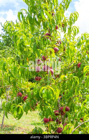 Pfirsichbaum mit Reifen Früchten an Zweigen am sonnigen Tag im Garten. Stockfoto