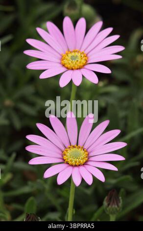 Osteospermum Jucundum African Daisy blüht im Frühjahr. UK Stockfoto