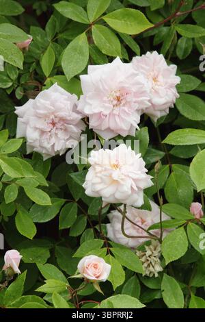 Rose Cecile Brunner. Blassrosa Blüten von Rosa Cecile Brunner, einer Kletterrose, die im späten Frühjahr in einem englischen Garten blüht. Stockfoto