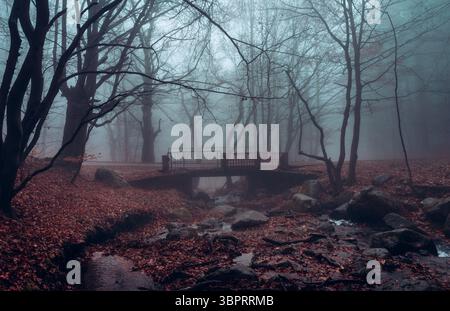 Kleine Brücke im Regenwald in Bulgarien. Wunderschöne Herbstlandschaft mit farbenfrohen Tönen und frischem Bergbach, versteckt im Nebel. Stockfoto
