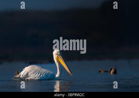 Majestätische dalmatinische Pelicaner im Keoladeo-Nationalpark! Diese seltenen Riesen zeigen ihr atemberaubendes Gefieder und ihre Anmut in der Wildnis. Perfekt für Vogelliebhaber Stockfoto