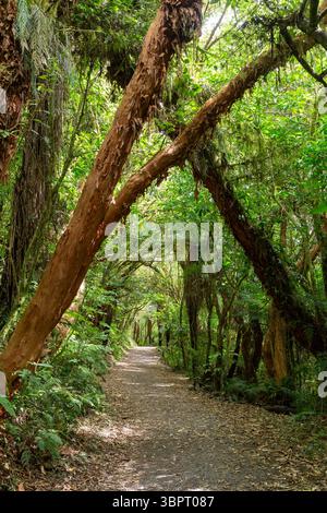 Matai Falls Walkway durch dichten gemäßigten Regenwald in Otago auf der Südinsel Neuseelands Stockfoto