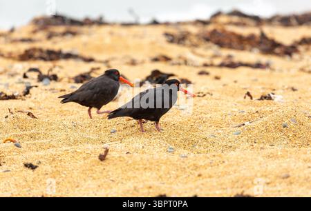 Der Schwarze Austernfänger (Haematopus bachmani) South Island, Neuseeland Stockfoto