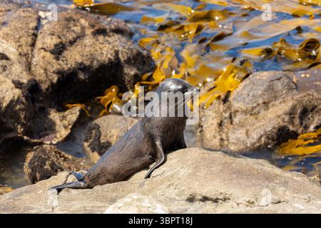 Neuseeländische Pelzrobbe (Arctocephalus forsteri), auch Australasian Fur Seal, South Australian Fur Seal genannt Stockfoto