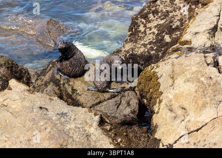 Neuseelands Pelzrobbenjungen sitzen auf Felsen am Katiki Point, Moeraki, Neuseeland Stockfoto