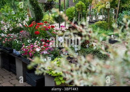 Ein bezaubernder Garten-Center-Hof mit verschiedenen Pflanzen, Blumen und Sträuchern in der Wärme der Sommersonne. Stockfoto