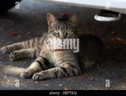 Eine tabby Straßenkatze mit glänzenden Augen liegt bequem im Schatten unter einem Auto auf Gran Canaria. Gestreiftes Fell in erdigen Braun- und Schwarztönen. Stockfoto