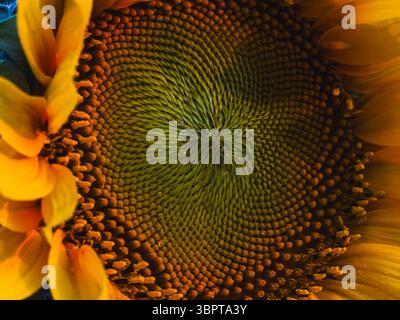 Makro des Sonnenblumenzentrums mit Spiralmuster, Călărași, Rumänien, 29. Juni 2025 Stockfoto