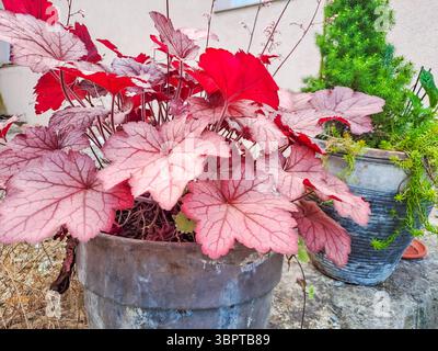Dekorative rote Blätter von heuchera im Frühlingsgarten im Blumenbeet. Hochwertige Fotos Stockfoto