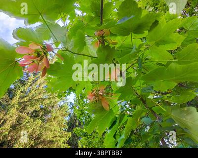 Ahorn mit Blüten, Samen, leicht zu wachsen im Durchschnitt, mittelfeuchter, gut durchlässiger Boden in voller Sonne oder Halbschatten. Hochwertige Fotos Stockfoto