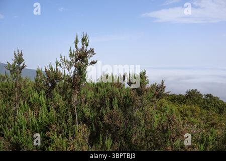 Üppiges Grün und breiter Horizont unter dem klaren blauen Himmel. Eine malerische Aussicht auf dichte grüne Vegetation vor dem Hintergrund eines weitläufigen Horizonts über Ihnen Stockfoto