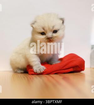 Eine verspielte weiße reinrassige Katze schaut raus. Britische Kurzhaarkatze auf einem roten Tuch. Haustier. Stockfoto