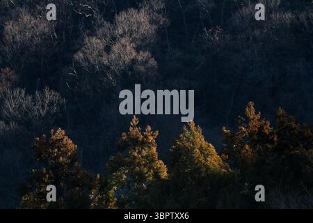 Herbstliche Wälder in den Bergen von Kanagawa, Japan. Stockfoto