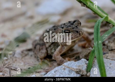 Kleine amerikanische Kröte auf dem staubigen Pfad mit Gras und Felsen Stockfoto