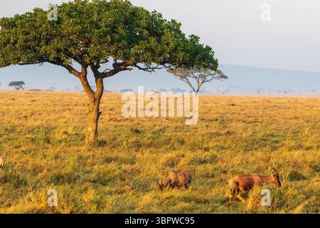Nahaufnahme zweier Roter Hartebeest - Alcelaphus buselaphus CAAMA - auch bekannt als Kongoni oder Kap Hartebeest, die auf den Ebenen der Serengeti in Tansania weiden Stockfoto