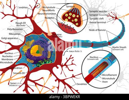 Markiertes Diagramm eines Neurons mit wichtigen zellulären Komponenten, einschließlich Dendriten, Axonhügel, Nucleus, rauem und glattem Endoplasmatischem Retikulum, Golgi-Apparat, Synapsenarten und Myelinscheide. Einsätze heben die synaptische Transmission und die Schwann-Zellstruktur hervor. Stockfoto
